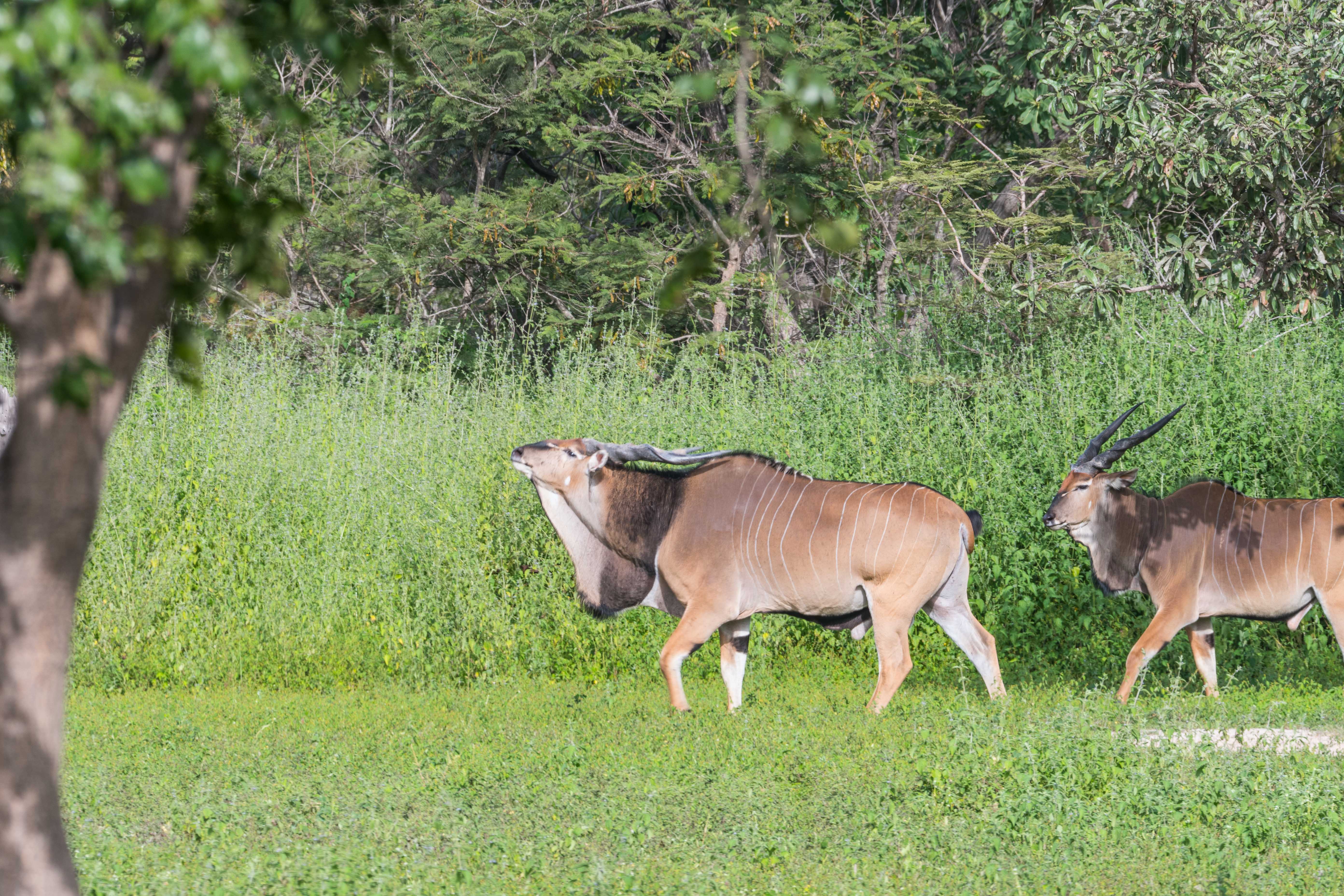 Elands de Derby (Giant Eland, Taurotragus derbianus ssp derbianus), mâle adulte dominant humant l'air pour y identifier les phéromones de ses femelles, Réserve de Fathala, Sénégal.